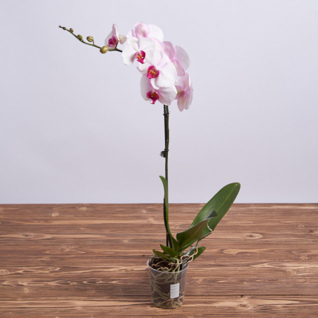 Фаленопсис "Денвер" 1 ст.