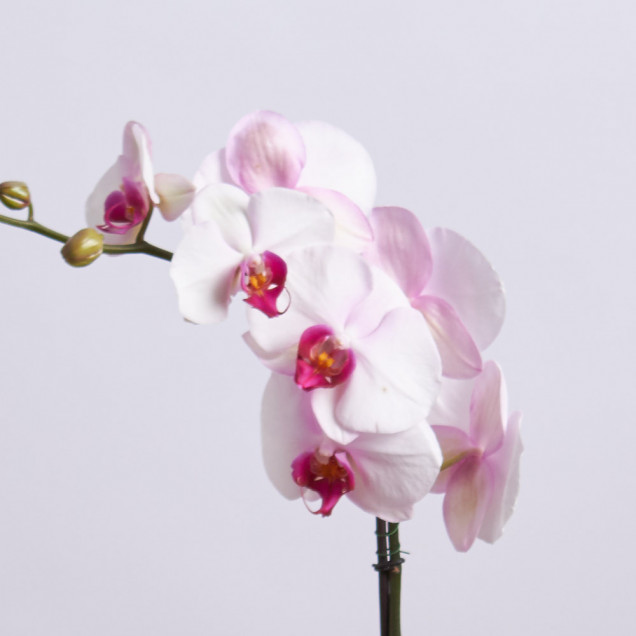 Фаленопсис "Денвер" 1 ст.