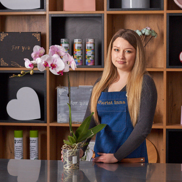 Фаленопсис "Денвер" 1 ст.