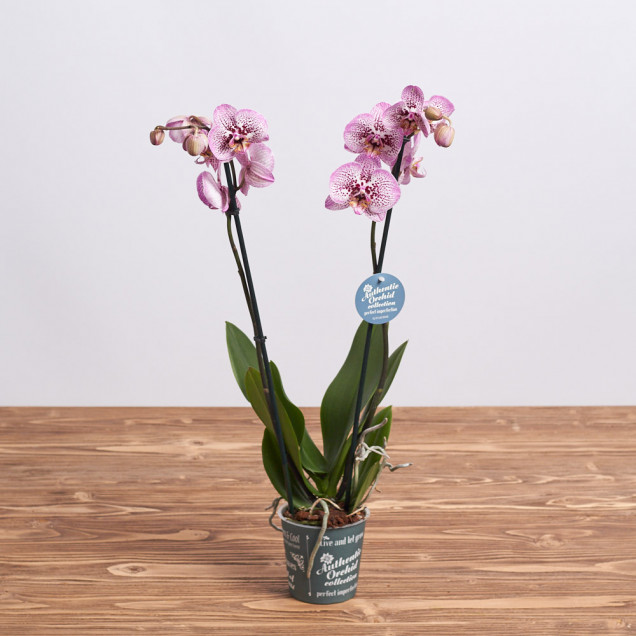 Фаленопсис "Элегант бьюти" 2 ст.