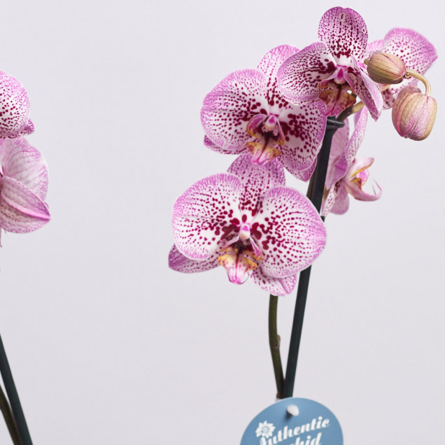 Фаленопсис "Элегант бьюти" 2 ст.