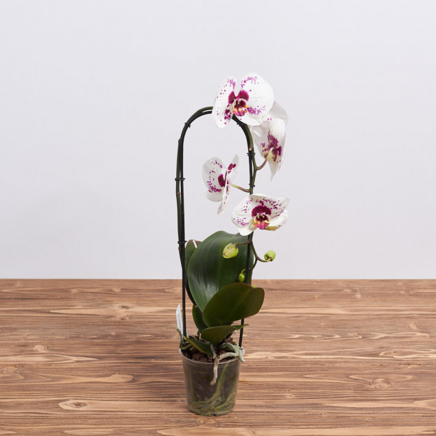 Фаленопсис каскад "Пикассо"