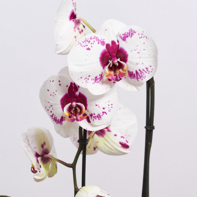 Фаленопсис каскад "Пикассо"