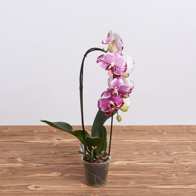 Фаленопсис каскад "Сакрифайс"