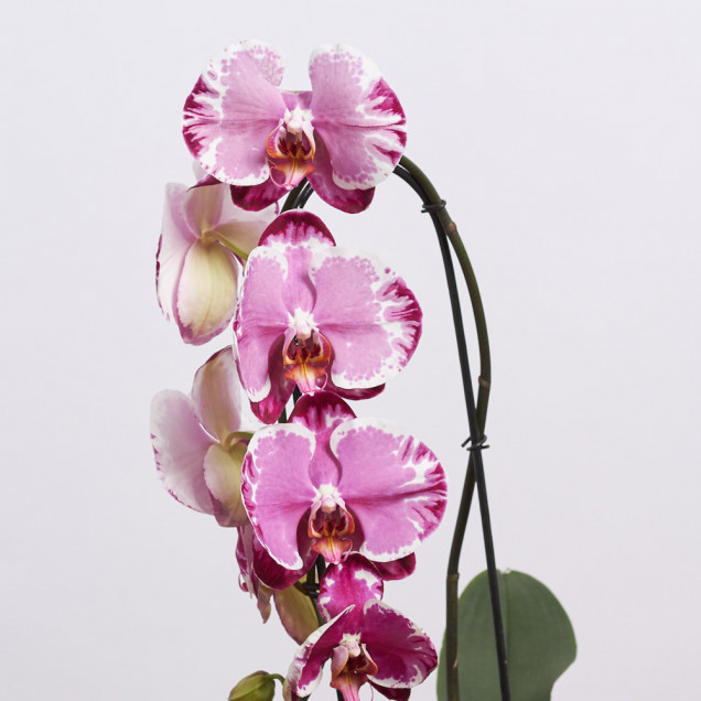 Фаленопсис каскад "Сакрифайс"