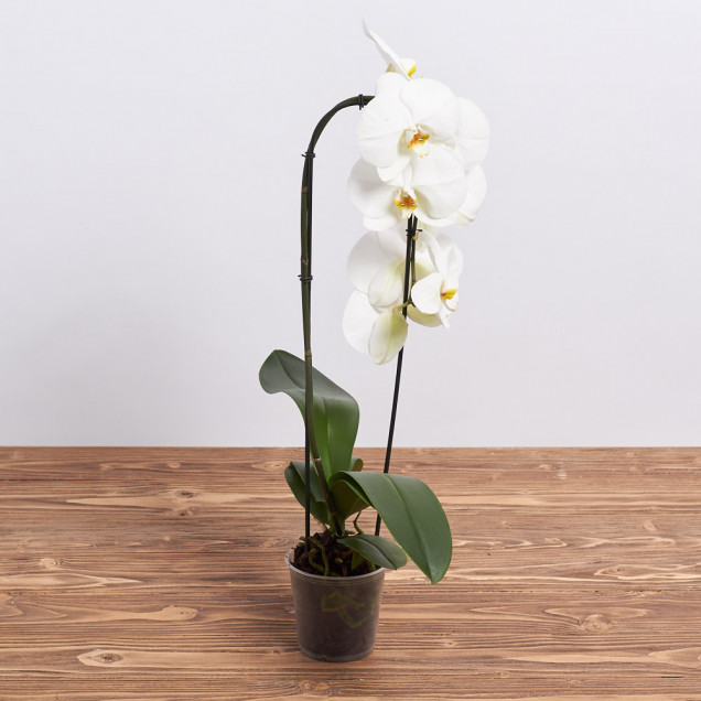 Фаленопсис каскад "Токио"