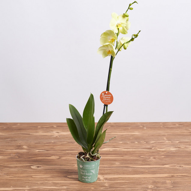 Фаленопсис "Лайм" 1 ст.