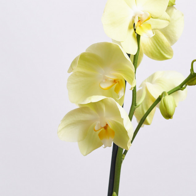 Фаленопсис "Лайм" 1 ст.