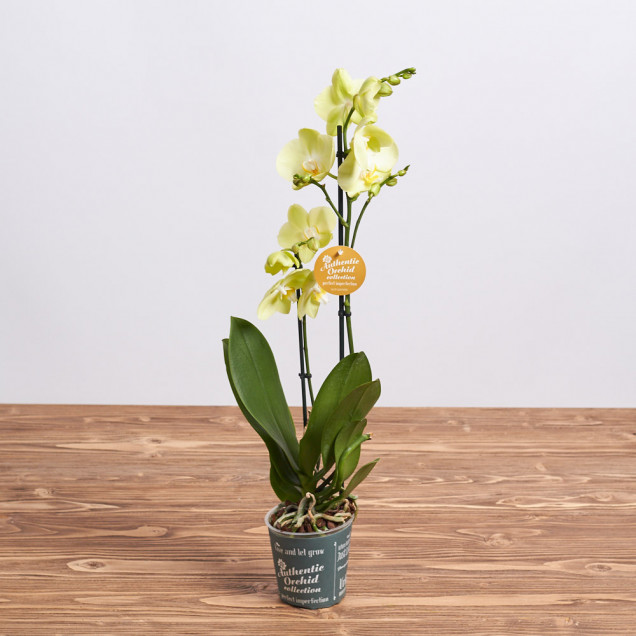 Фаленопсис "Лайм" 2 ст.