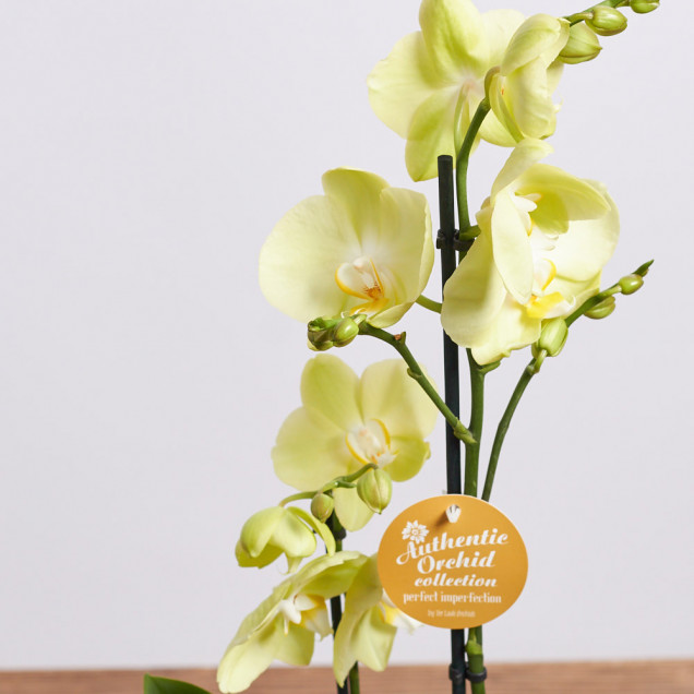 Фаленопсис "Лайм" 2 ст.