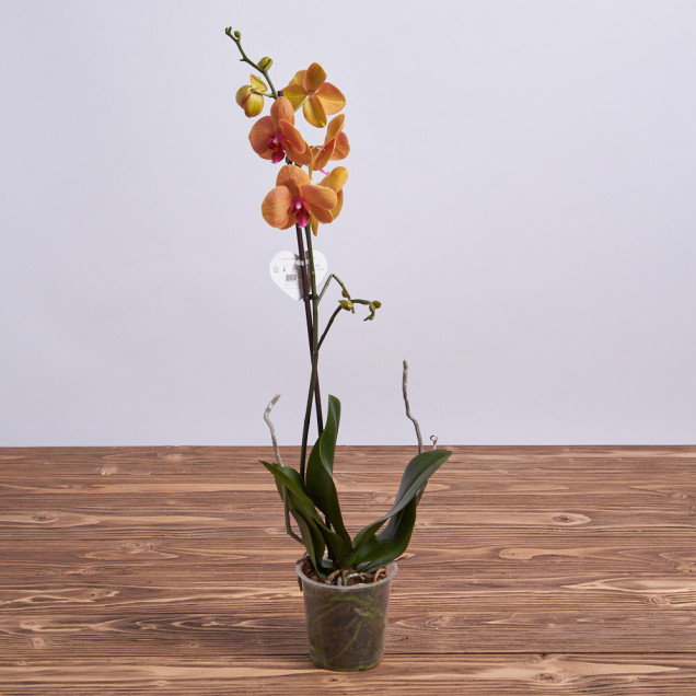 Фаленопсис "Марианна" 1 ст.