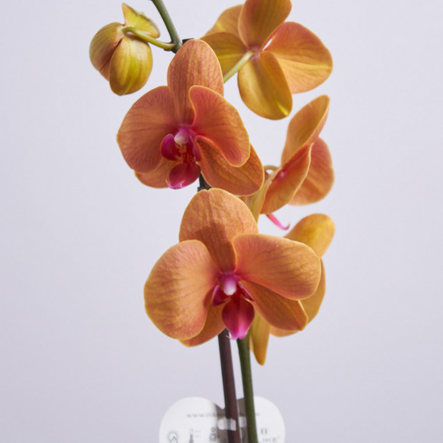 Фаленопсис "Марианна" 1 ст.