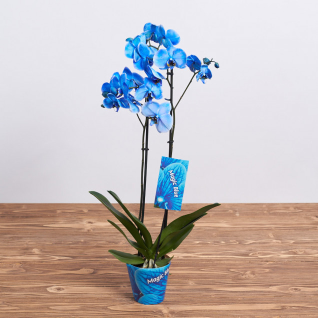 Фаленопсис "Мэджик блю" 2 ст.