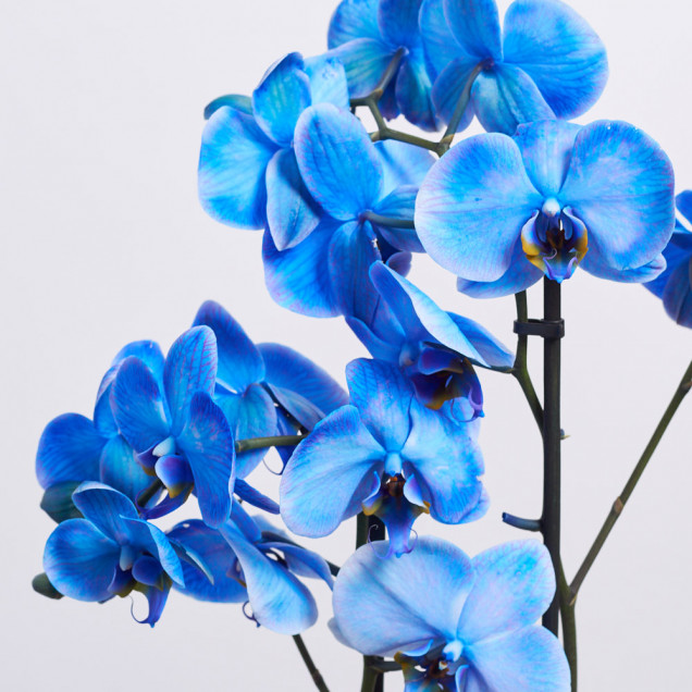 Фаленопсис "Мэджик блю" 2 ст.