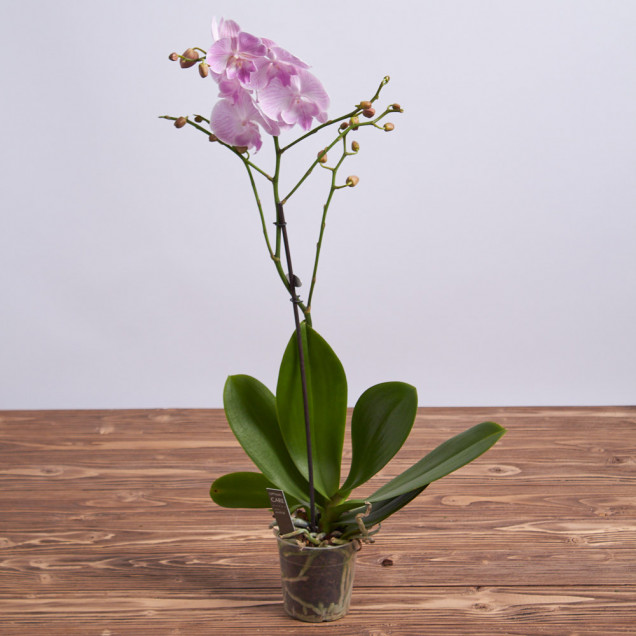 Фаленопсис "Моника" 1 ст.