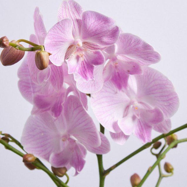 Фаленопсис "Моника" 1 ст.