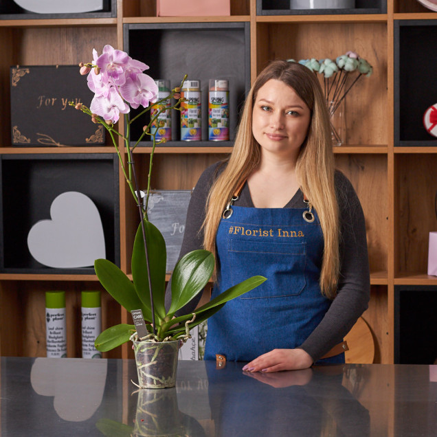 Фаленопсис "Моника" 1 ст.