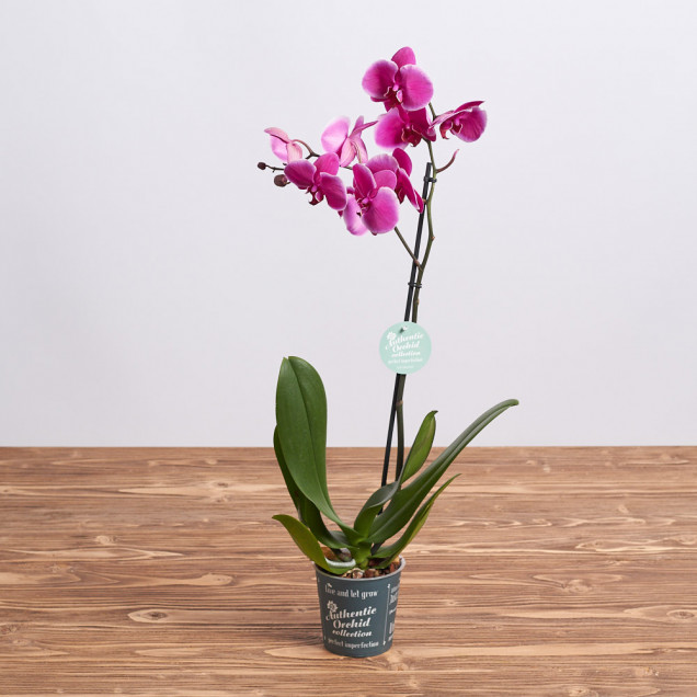 Фаленопсис "Монтевидео" 1 ст.