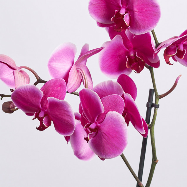 Фаленопсис "Монтевидео" 1 ст.