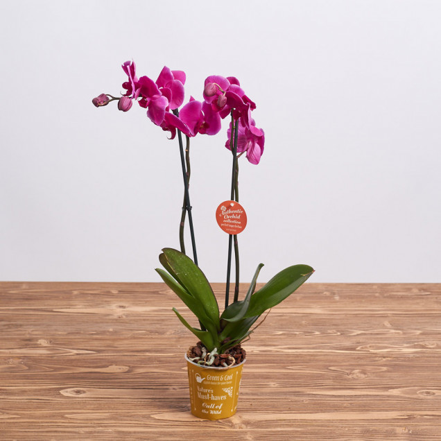 Фаленопсис "Монтевидео" 2 ст.