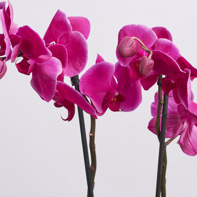 Фаленопсис "Монтевидео" 2 ст.