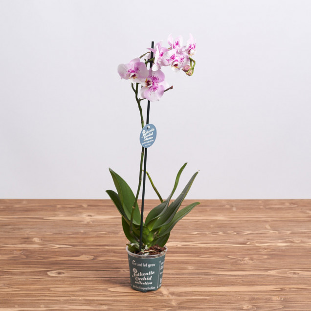 Фаленопсис "Нигер" 1 ст.