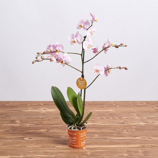 Фаленопсис "Сандера" 1 ст.