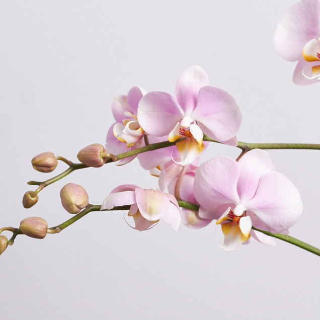 Фаленопсис "Сандера" 1 ст.