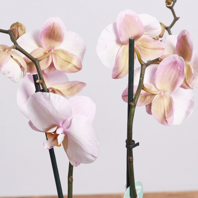 Фаленопсис "Сандера" 2 ст.