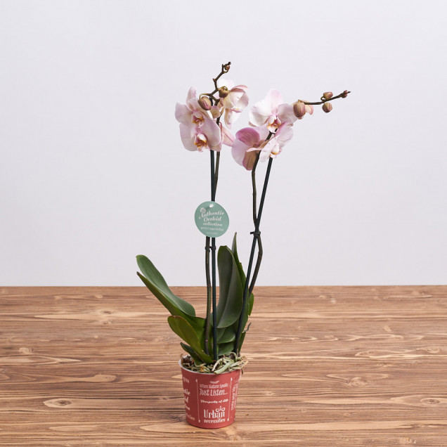 Фаленопсис "Сандера" 2 ст.