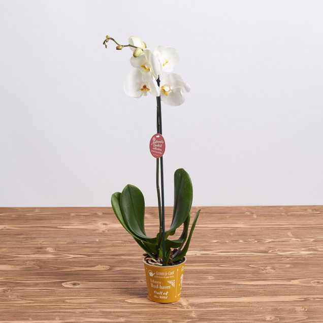 Фаленопсис "Виннипег" 1 ст.