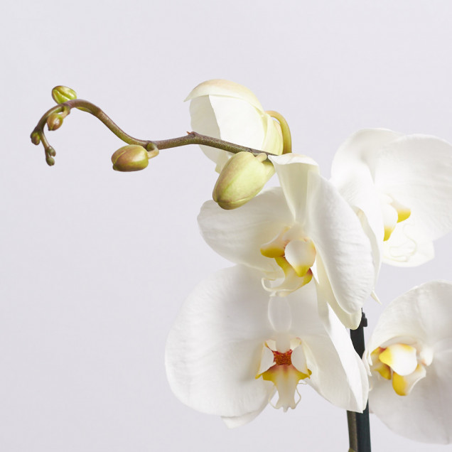 Фаленопсис "Виннипег" 1 ст.