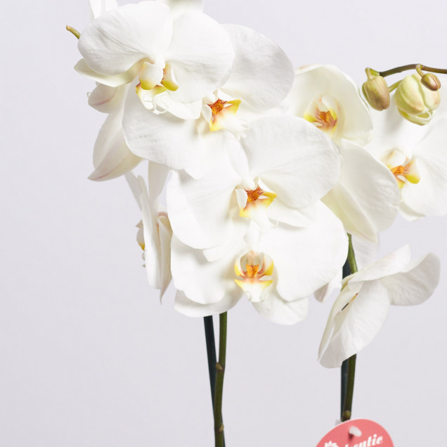 Фаленопсис "Виннипег" 2 ст.