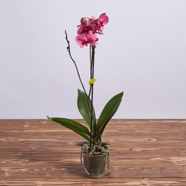 Фаленопсис "Даймонд Кинг" 1 ст.