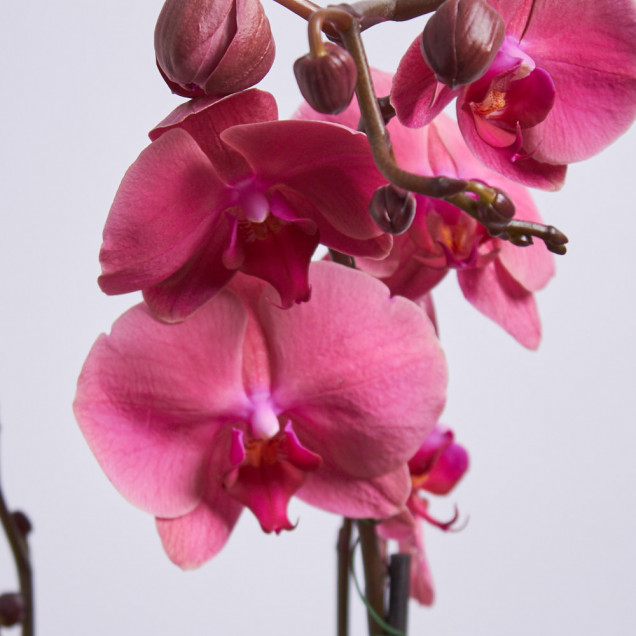 Фаленопсис "Даймонд Кинг" 1 ст.