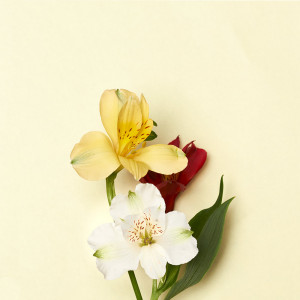 Альстромерии