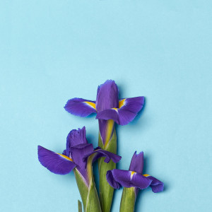Ирисы
