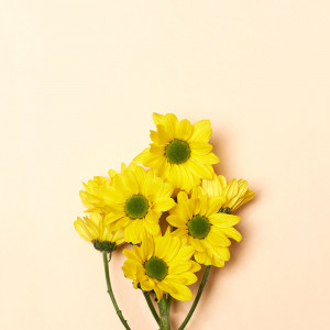 Хризантемы